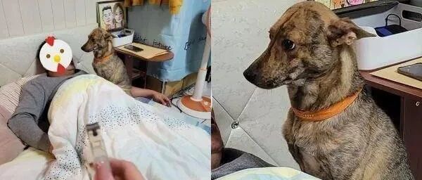 妈妈拿出指甲剪，狗狗却秒冲向爸爸身旁摆臭脸告状：你看她啦！