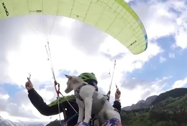 飼主帶著愛犬一起體驗飛行傘，狗狗的表現令人意想不到！ 寵物 第7張