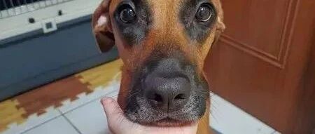 戏精汪受委屈垂头面壁，转头这演技可以报名金钟奖了！