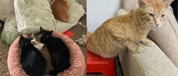 老板第一次收到如此鼻酸的订单：我的猫今天走了！