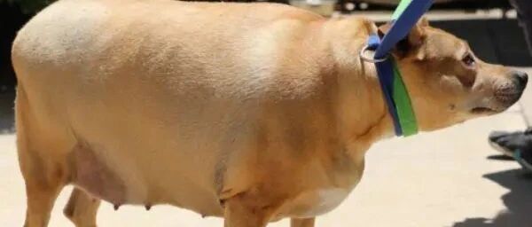 狗狗失去主人后精神大受打击，体重竟直飙53kg！