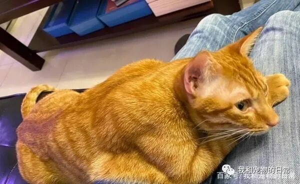 橘猫界之耻 不长胖只长壮 感觉一拳会被它猫昏 萌宠 训练养宠技巧 宠物用品 微信头条新闻公众号文章收集网