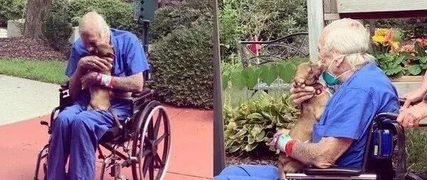 独居老人突然中风，忠犬立刻冲出门外，没想到5分钟后......