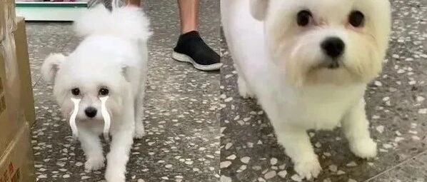 狗狗拉完肚子秒跛脚走路，兽医检查后笑说：可以报名金钟奖啦！