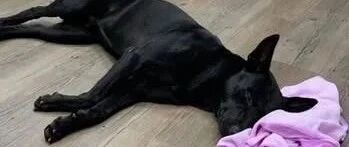 黑狗妹意外离世，让全家人措手不及，画面让人泪崩！