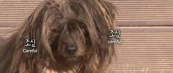 瘸腿汪在一村庄中流浪4年，而且从没有离开过，背后的原因令人泪目！