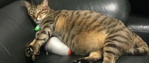 11公斤胖猫剃毛露鲔鱼肚，这绝对是扎扎实实的真材实料！