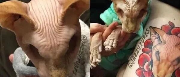 网红无毛猫辛酸故事逼哭8万人，网友：它的坚强是我的榜样！