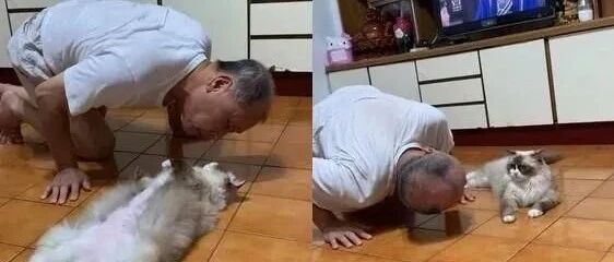 爸爸曾说带猫回来就丢到楼下，如今却每天都......