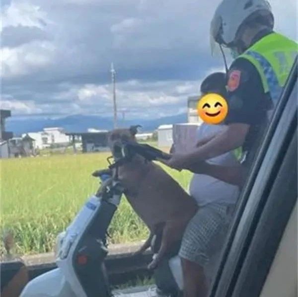 饲主骑车没戴安全帽被开罚单，前座的小胖狗意外吸睛！