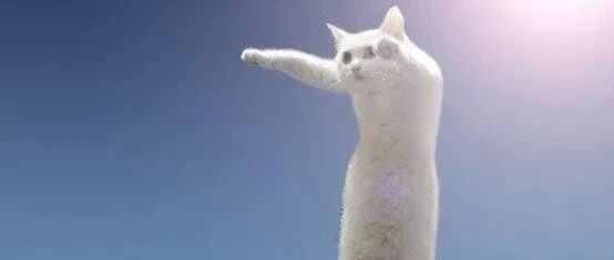 又一只网红猫过世，曾以一张超长猫照片在网上爆红，背后故事令人心疼！