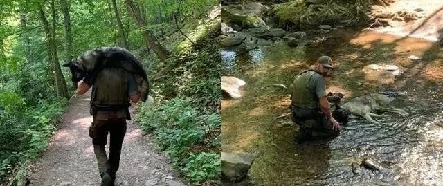 45公斤德牧犬意外中暑瘫倒，巡山员的暖心行径感动5万人！