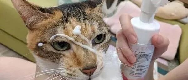 猫奴失手把洗脸液喷到爱猫脸上，接下来的画面让万人歪楼开车！