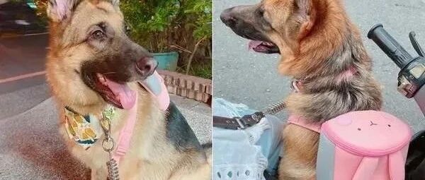 狼犬背粉红小包秒变萌系小姑娘，一秒被这个反差萌圈粉！