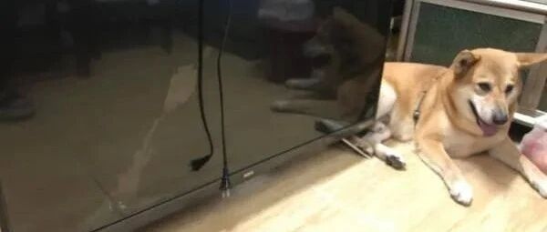 回家发现狗狗把电视扑倒在地上，了解原因后让人有些心疼！