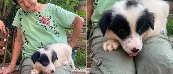 才刚拒绝养狗，奶奶下秒却翻箱找狗碗，嘴巴说不要，身体很诚实！