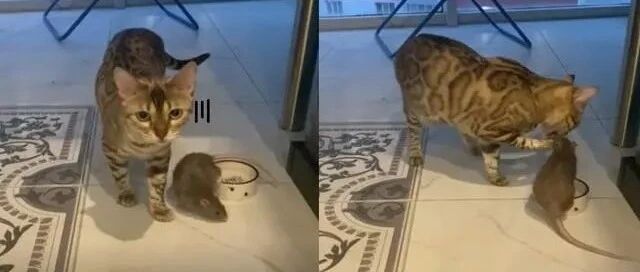 猫咪喝水时，竟然被一只老鼠频频干扰，猫善被鼠欺的概念！