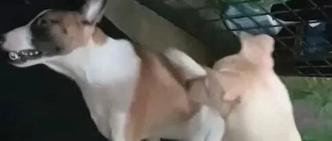 汪同伴不幸中暑过世，狗狗做出的举动让人鼻酸！