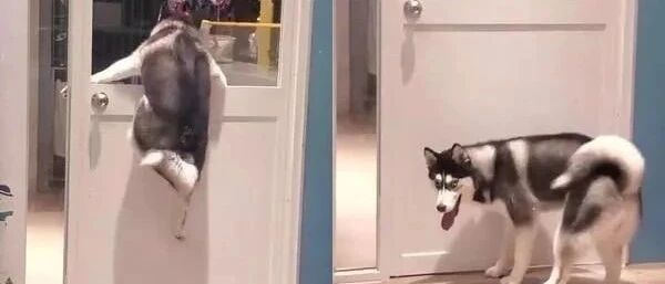 路过宠物旅馆遇见哈士奇正在逃狱，目击者：二哈没让我失望！