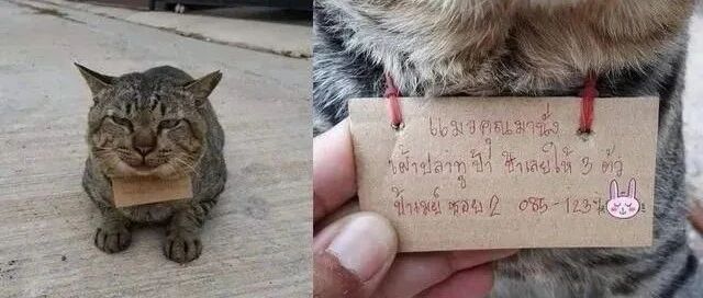 爱猫走失3天，回家身上挂了一张纸条，上面留下的内容亮了！