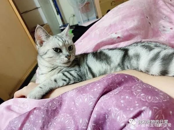 睡一觉醒来发现时钟秒针不见,回过神来才发现原来是猫咪做的好事!-微信头条网 睡一觉醒来发现时钟秒针不见,回过神来才发现原来是猫咪做的好事!