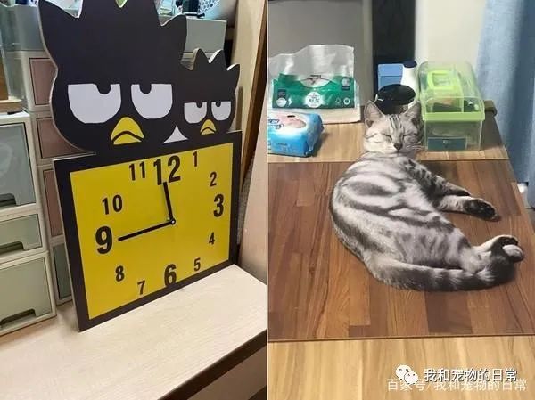 睡一觉醒来发现时钟秒针不见,回过神来才发现原来是猫咪做的好事!-微信头条网 睡一觉醒来发现时钟秒针不见,回过神来才发现原来是猫咪做的好事!