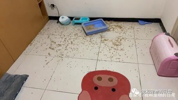 睡一觉醒来发现时钟秒针不见,回过神来才发现原来是猫咪做的好事!-微信头条网 睡一觉醒来发现时钟秒针不见,回过神来才发现原来是猫咪做的好事!