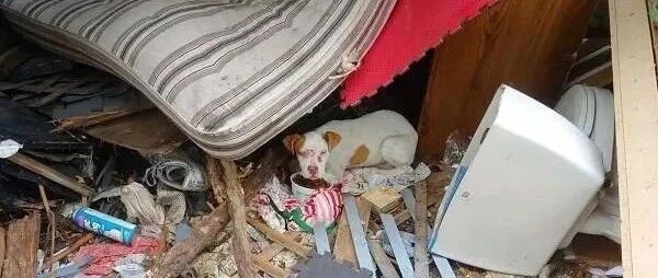 流浪狗在垃圾堆中生活，靠吃垃圾维生，获救后的举动融化所有人！