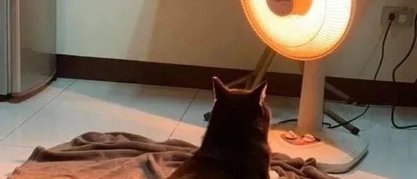 饲主发现正在烘的被子上，突然长出了一坨黑黑的背影……