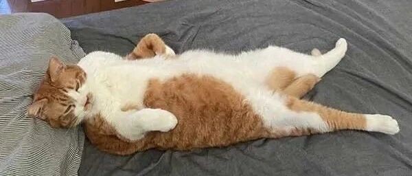 不同资历的猫睡相也不一样！从睡姿也能看出是菜鸟还是老鸟？