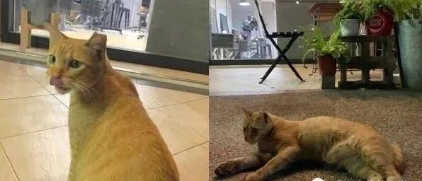 发现门窗外有移动的鸡毛掸子，追出去一看，发现原来是……