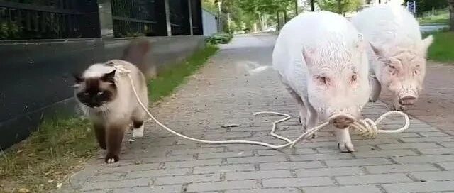小猪咬绳牵暹罗猫散步，网友看了萌翻：带猫老大出巡！