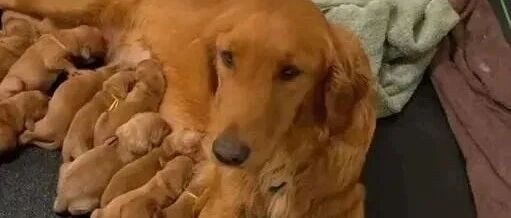 天底下的妈妈总以自己的孩子为傲，狗狗也不例外！