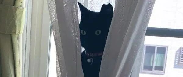 窗帘里突然出现奇妙生物，走近一看竟然是一只......