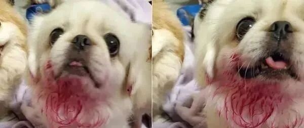 床单整片血红色，地板也被踏得到处都是，差点就要叫警察了！