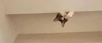 洗澡时突然感觉有影子在头顶上晃动，她抬头发现一只偷窥狂……