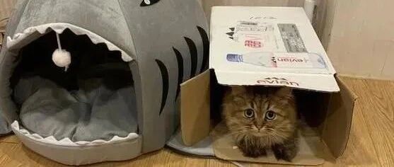 花490元买了一个猫窝，但却比不过一个破纸箱！