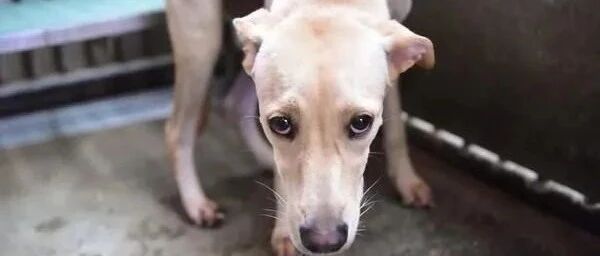 狗狗遭前饲主硬拉扯拖进笼弃养，新主人的到来让它瞬间换一张脸！