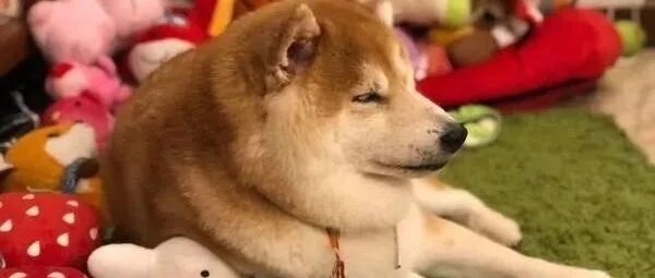 原本爱笑的柴犬2个月笑不出来，得知原因让全家人傻眼！