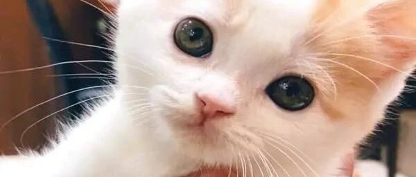 小猫被领养几天后，一个举动让饲主感到很安心！