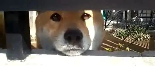 邻居家柴犬超友善，经过就钻缝隙打招呼：跟我玩！
