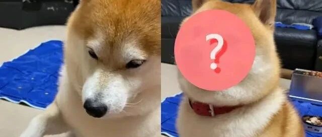 柴犬长大后态度突变，要求握手竟被超敷衍对待！