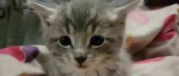 上厕所发现家里竟然出现陌生小虎斑猫，一周后进度神展开！