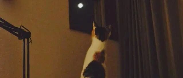 猫皇突然站立赏圆月，网友笑说：这是想回猫星了吗？