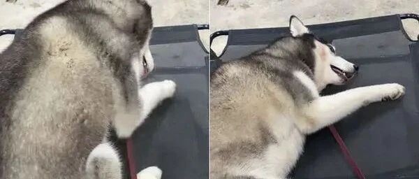 养到仿冒哈士奇？这拆家体力实在让人不禁捧腹大笑！