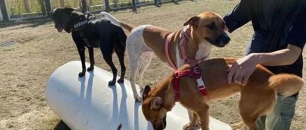 饲主出车祸坚持遛3狗，结果狗狗和平时亢奋的模样形成强烈对比！