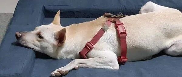 打开监视器查看3爱犬，结果看到这幕只想赶快冲回家！