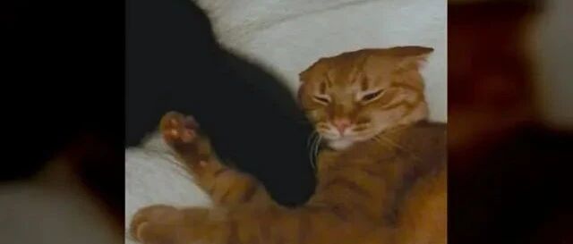 大狗兴奋地对主人撒娇摇尾巴，不料全都挥在身后的橘猫脸上！