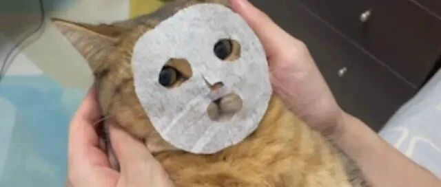 饲主突发奇想，用纸巾作了一张猫咪专用面膜，没想到它......