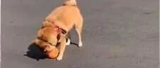 手滑把球丢太远，接下来柴犬的举动让饲主无奈！